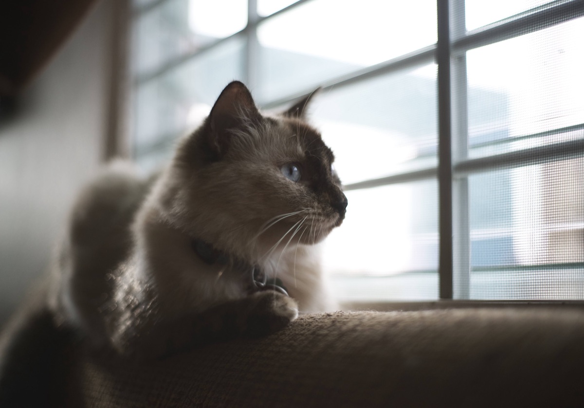 Pets & Wildlife photography by Gabriel Crespo