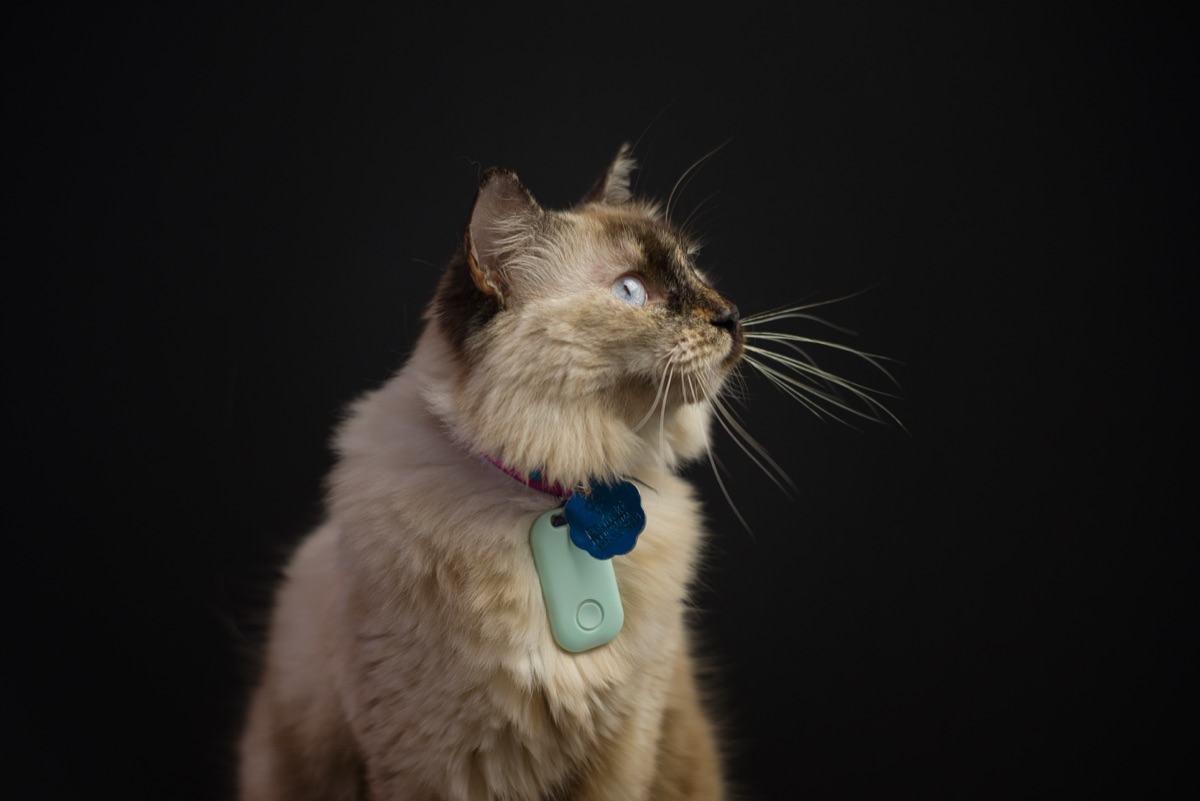 Pets & Wildlife photography by Gabriel Crespo — 3