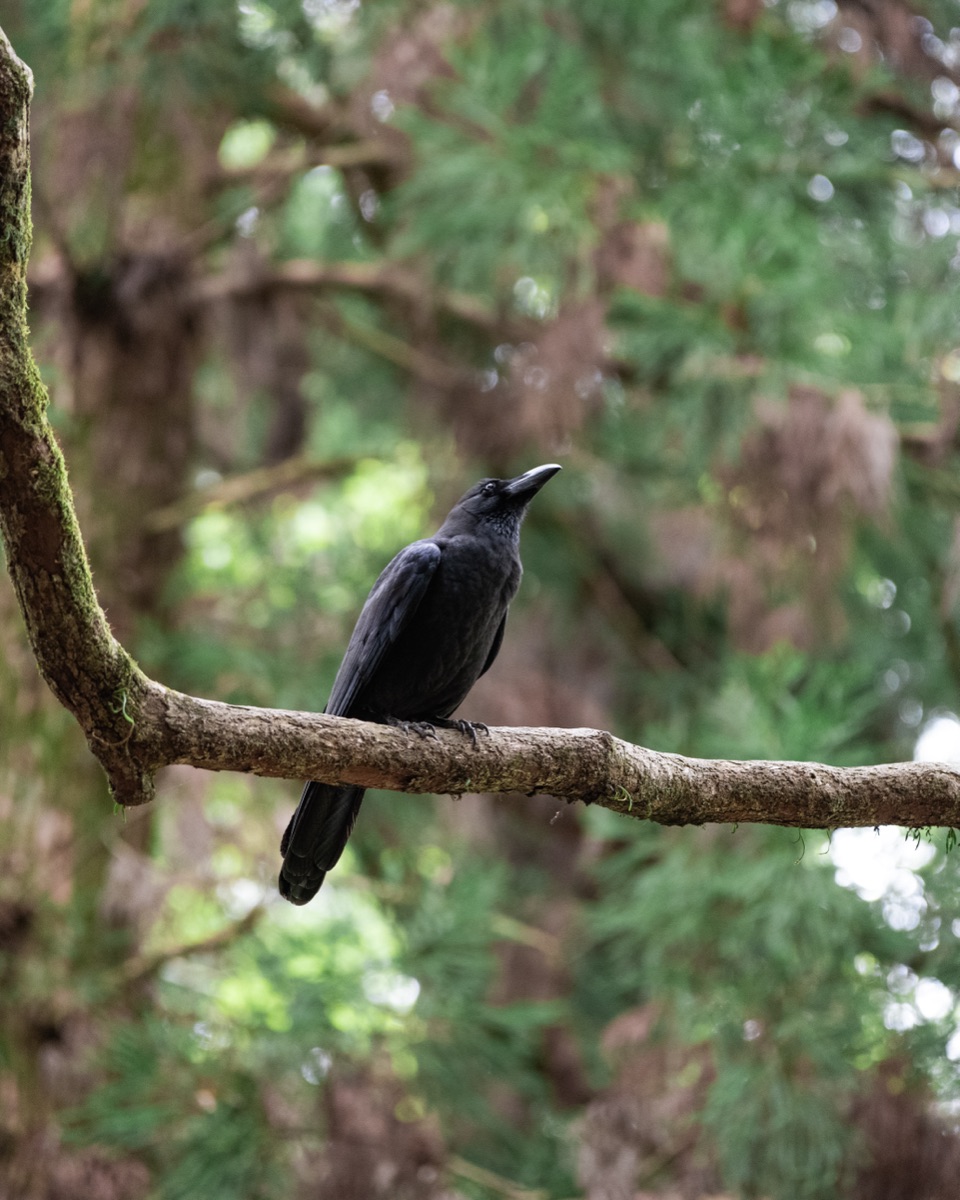 Pets & Wildlife photography by Gabriel Crespo — 4